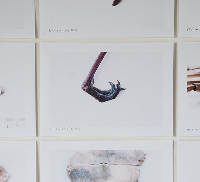 Jungle Lab goes North | installation