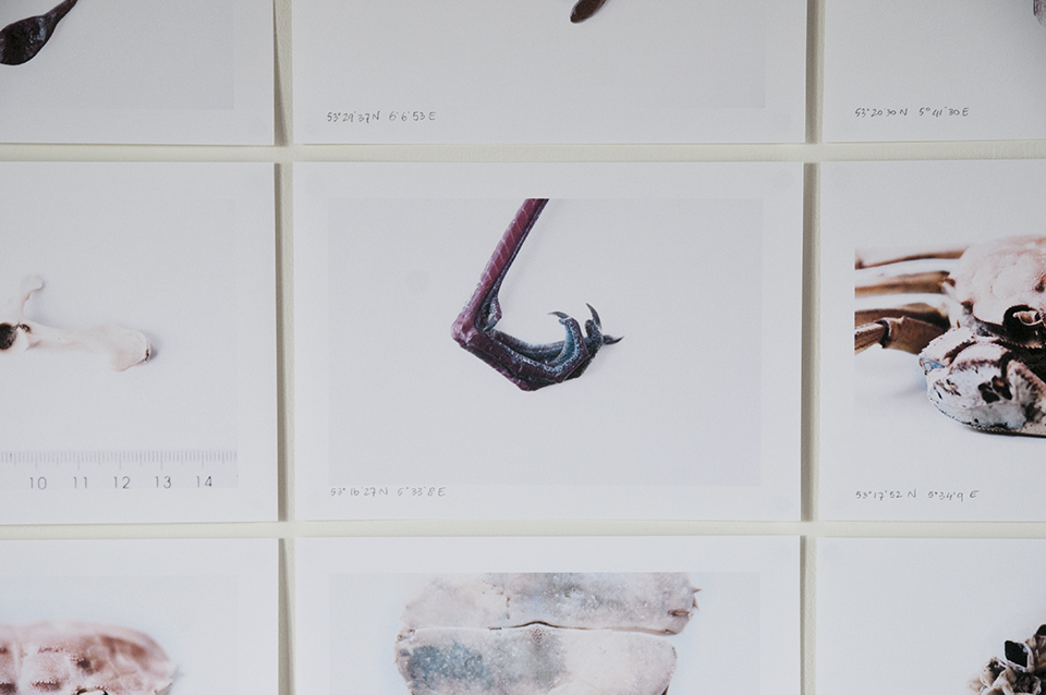 Jungle Lab goes North | installation