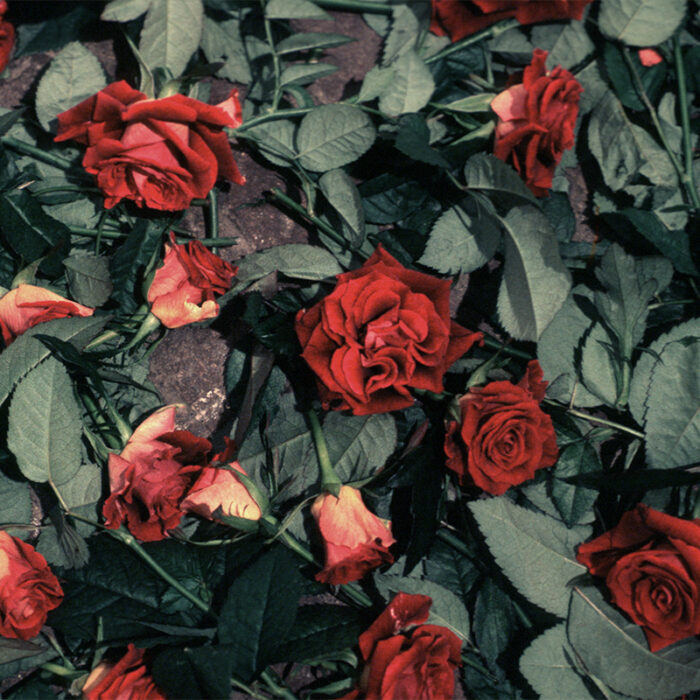 60 Roses