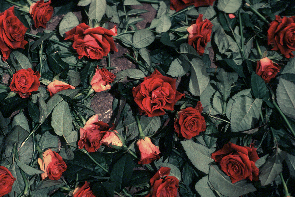 60 Roses